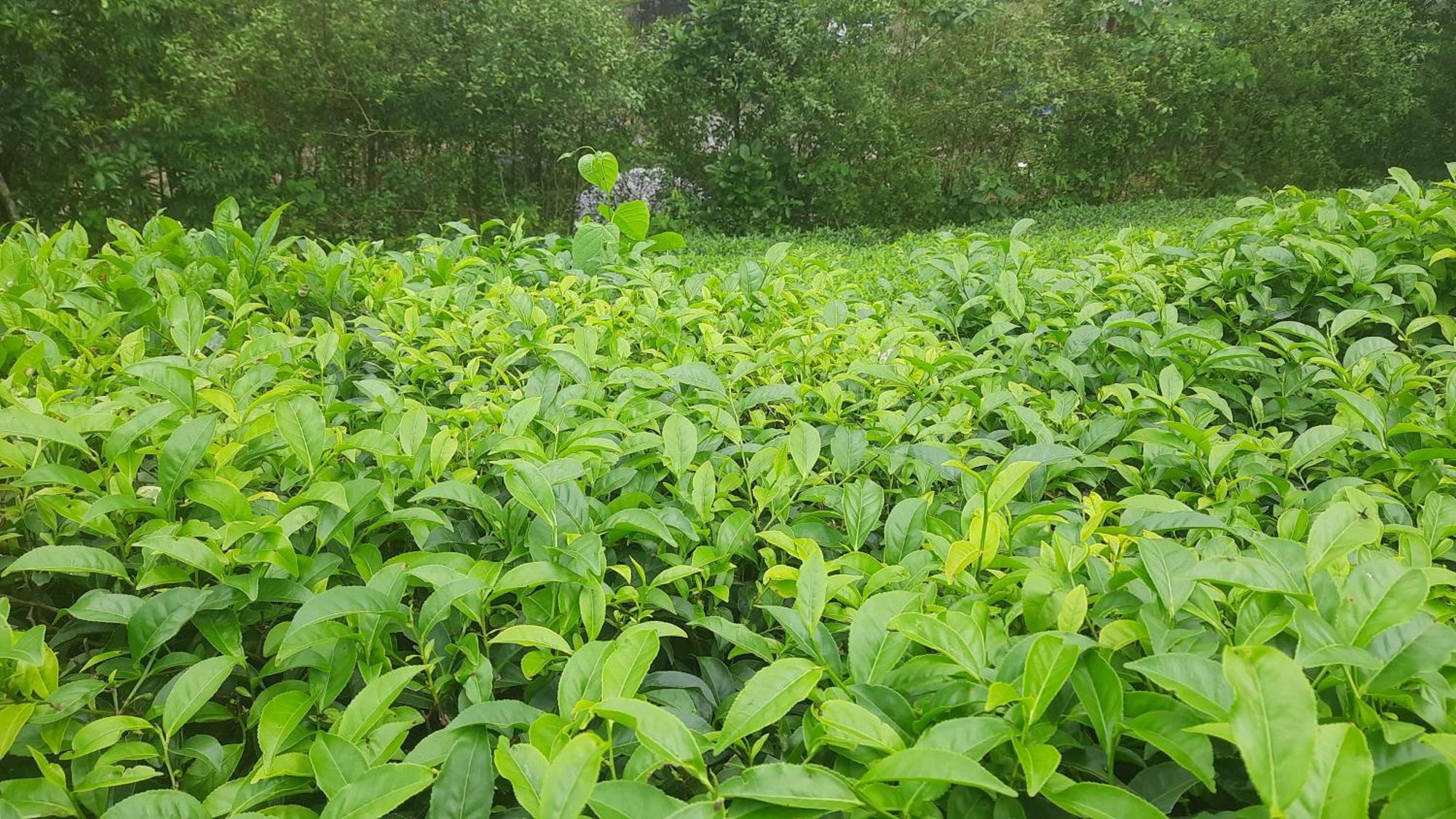 Paradise Meadows فاغامون المظهر الخارجي الصورة